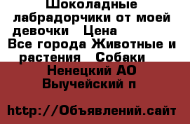 Шоколадные лабрадорчики от моей девочки › Цена ­ 25 000 - Все города Животные и растения » Собаки   . Ненецкий АО,Выучейский п.